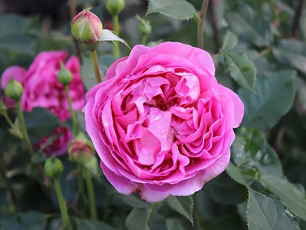 Rosa 'Olivia Rose Austin' (Olivia Rose Austin English Rose